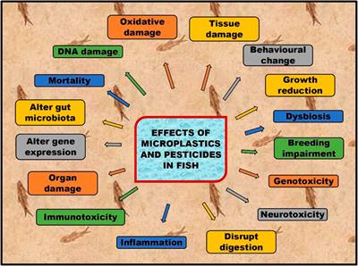 Effects of microplastics, pesticides and nano-materials on fish health, oxidative stress and antioxidant defense mechanism